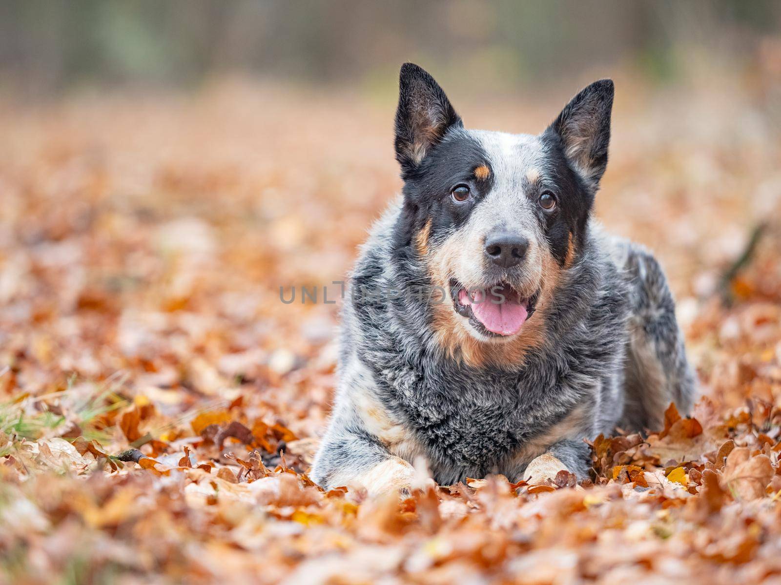 Young blue heeler dog playing with leaves in autum by rdonar2