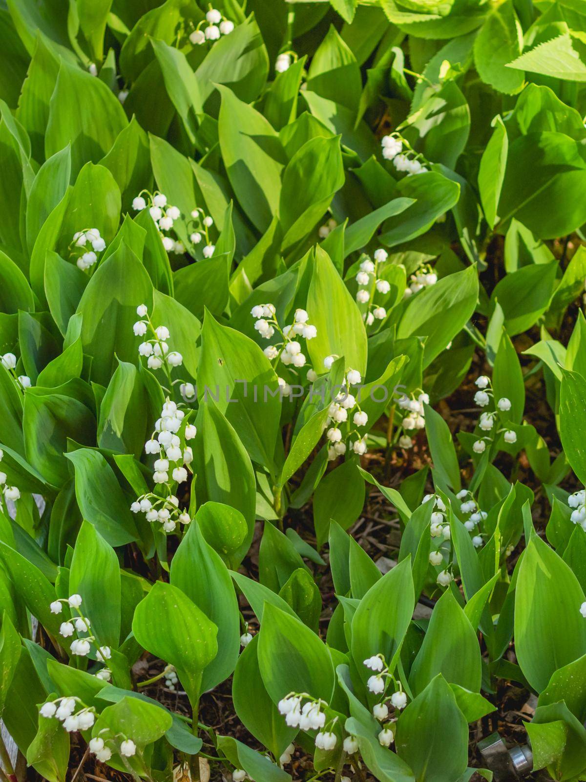 Natural spring background with blooming flowers of Lily of the valley or Convallaria majalis among green leaves. by aksenovko