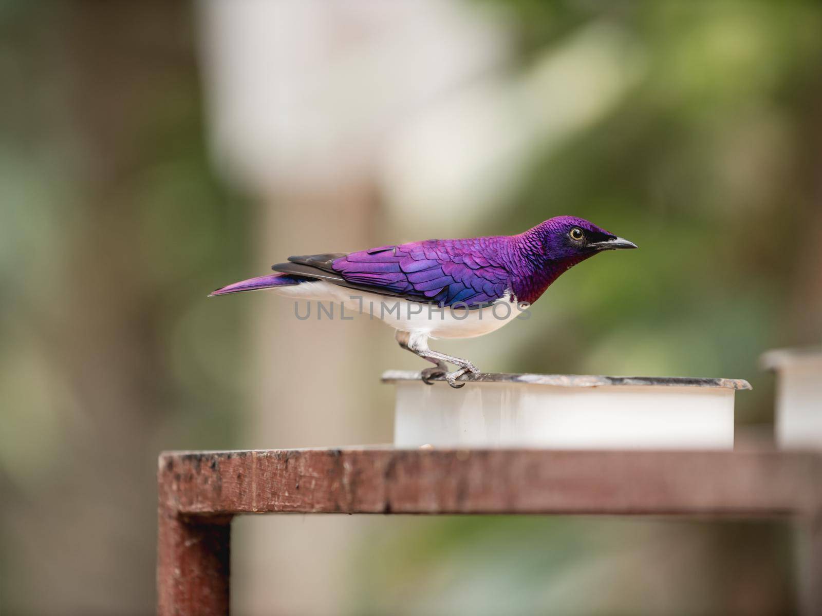 Full length portrait of violet-backed starling or Cinnyricinclus leucogaster, also known as plum-coloured starling or amethyst starling.