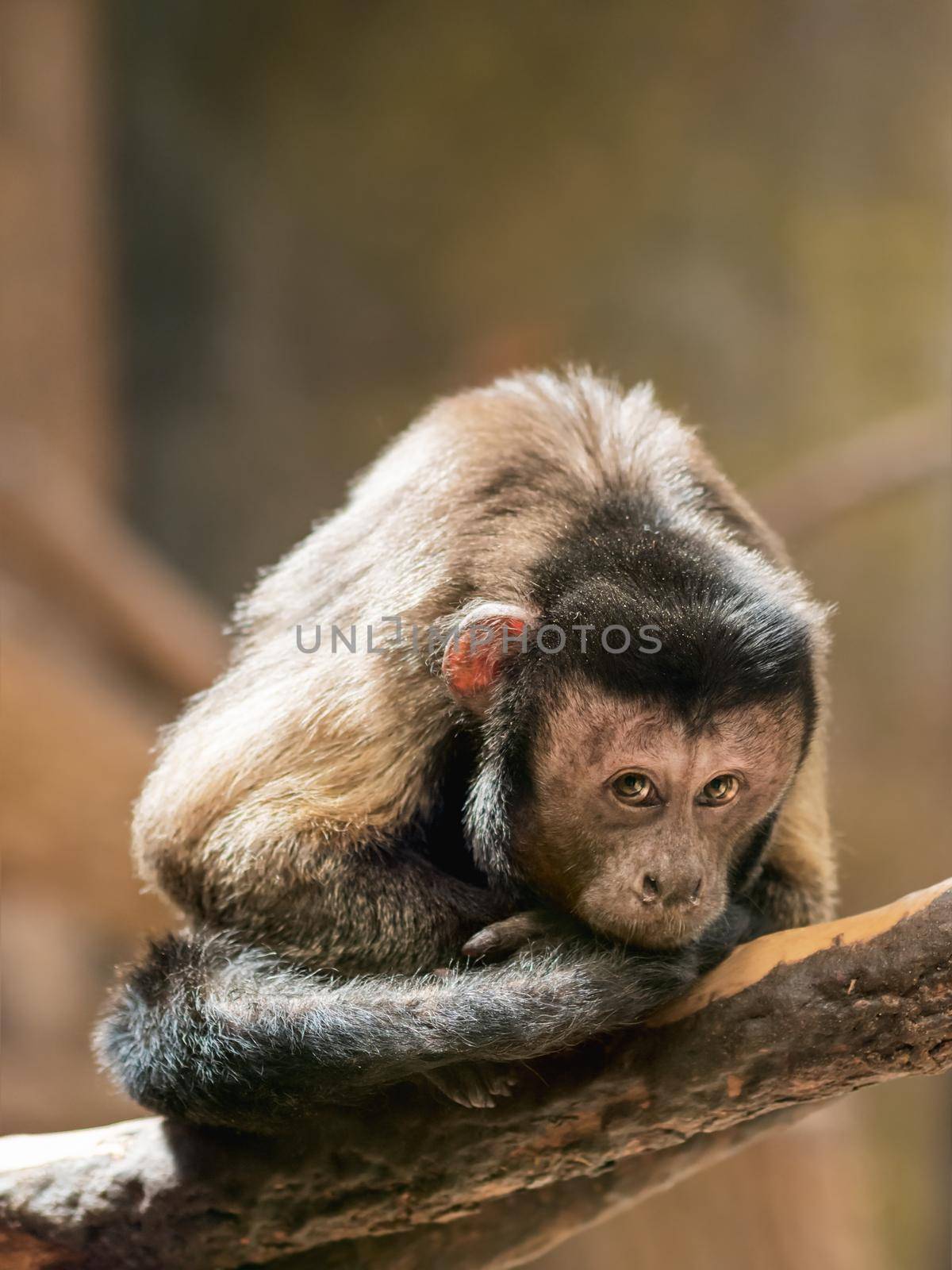 Mindful Black Capuchin or Sapajus Nigritus, also known as Black-horned Capuchin. Brown-colored monkey deep in thoughts. by aksenovko