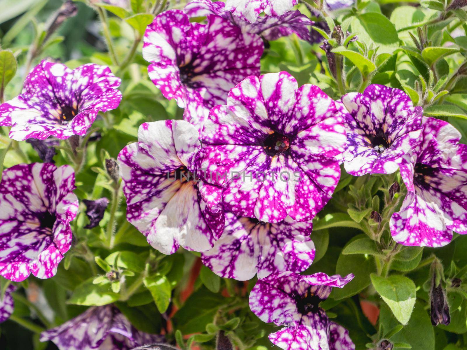 Natural summer background with spotted blooming petunias. Purple flowers with white dots on petals among green leaves. by aksenovko