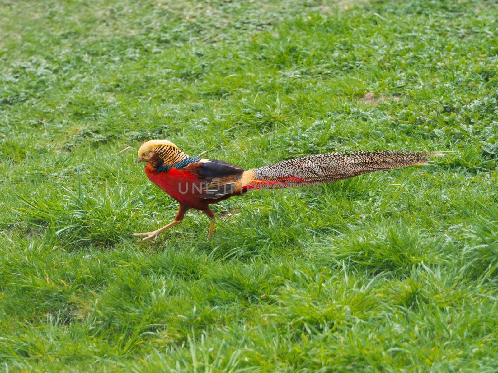 Golden pheasant or Chrysolophus pictus, also known as Chinese pheasant. Bright bird with rainbow colored feathers in grass. by aksenovko