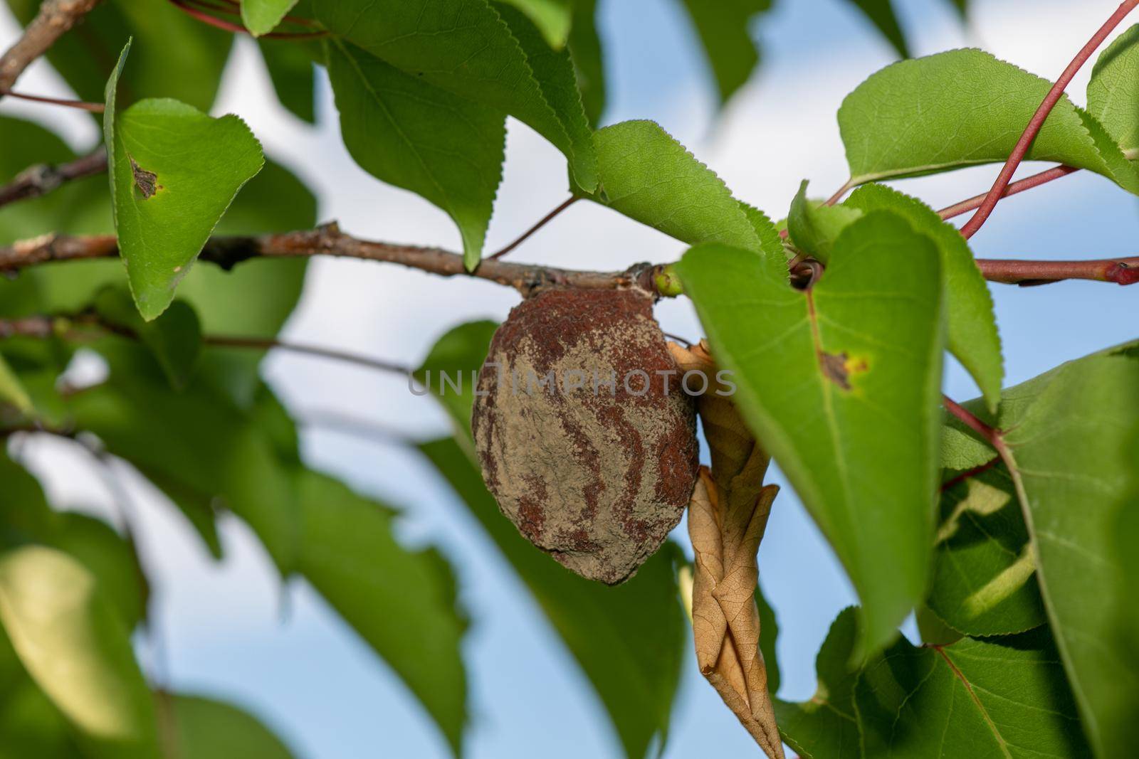 Rotten apricot on the fruit tree, Monilia laxa infestation plant disease by adamr