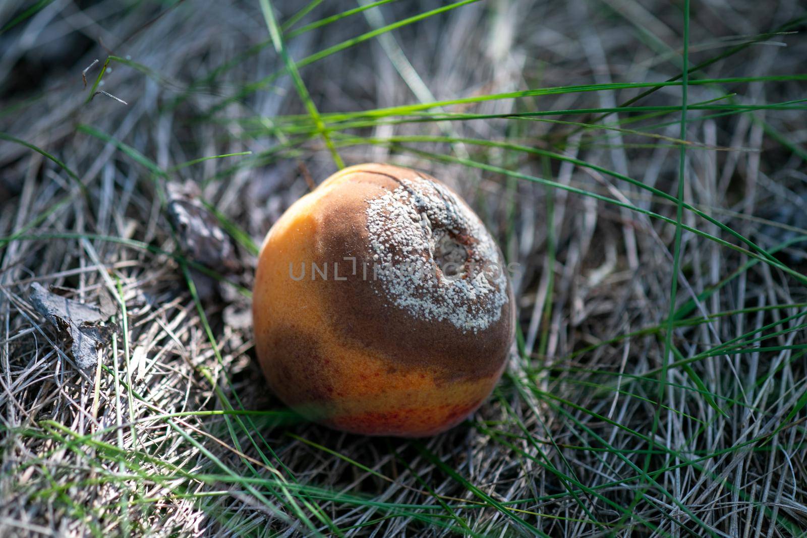 Infected and rotten apricots fall to the ground, Monilia laxa infestation plant disease by adamr