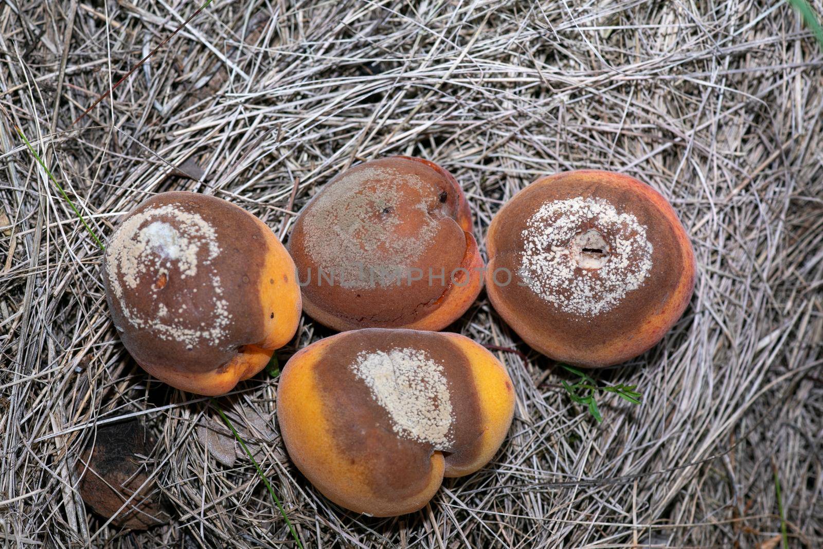 Group of infected and rotten apricots fall to the ground, Monilia laxa infestation plant disease by adamr