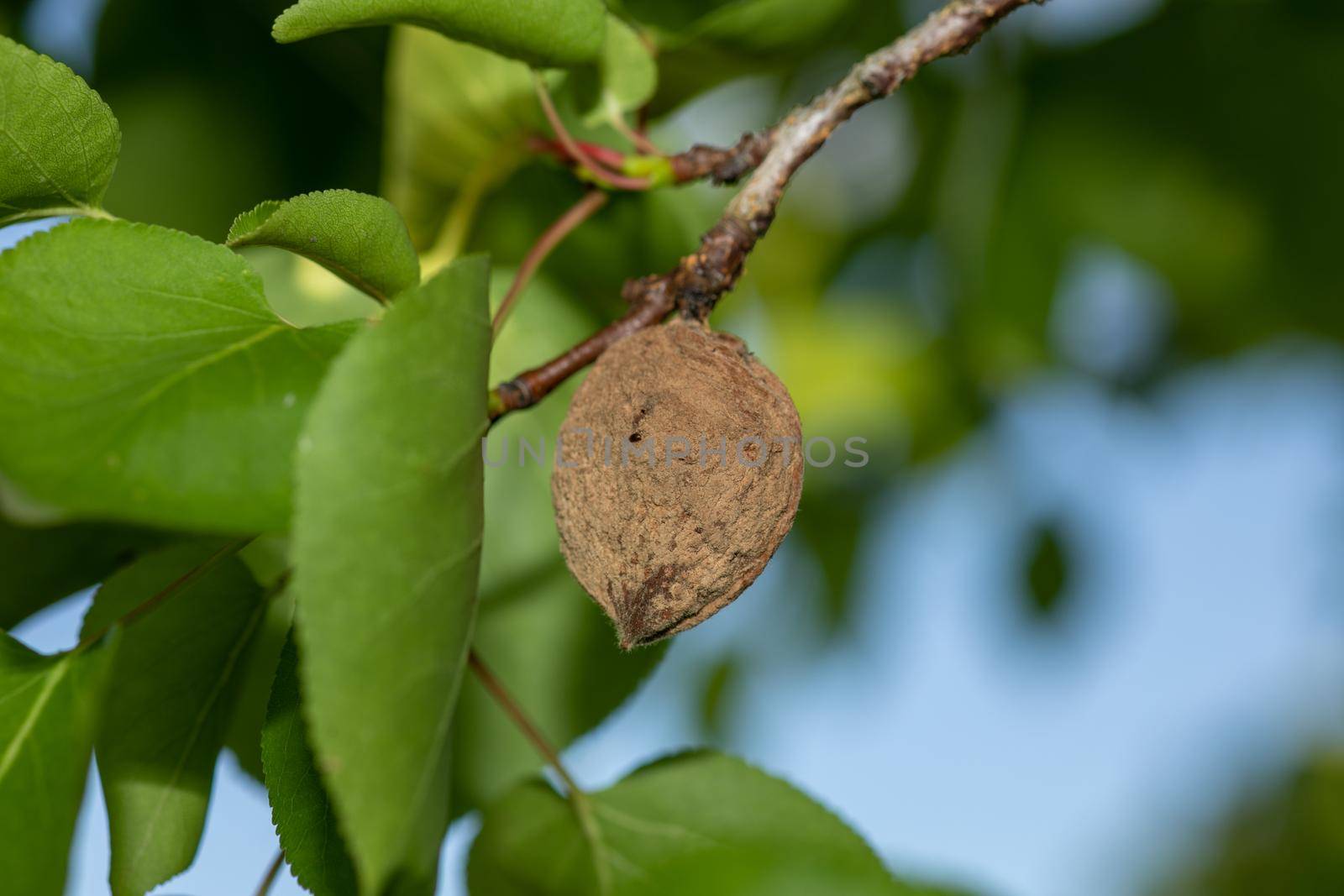 Rotten apricot on the branch of fruit tree, Monilia laxa (Monilinia laxa) infestation, plant disease