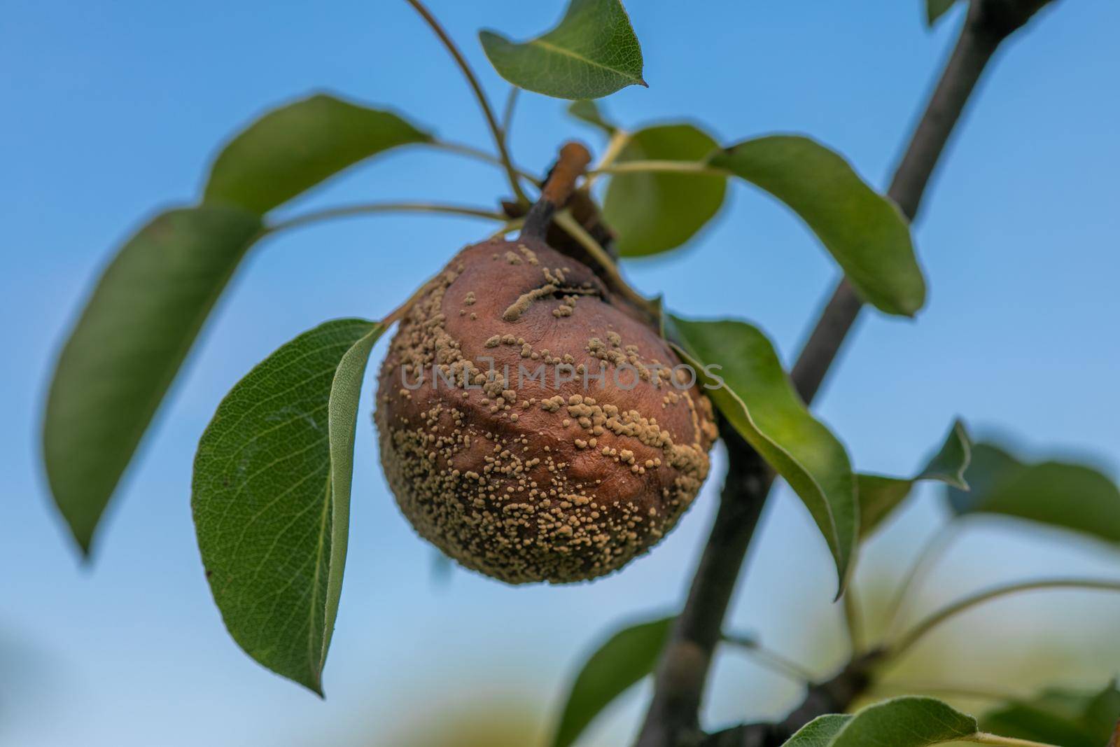 Rotten pear on branch of the fruit tree, Monilia laxa infestation plant disease by adamr