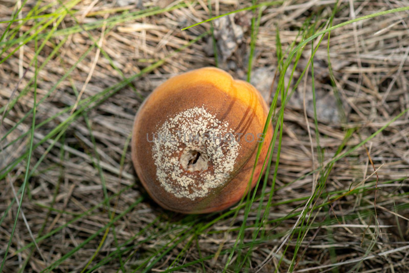 Infected and rotten apricots fall to the ground, Monilia laxa infestation plant disease by adamr