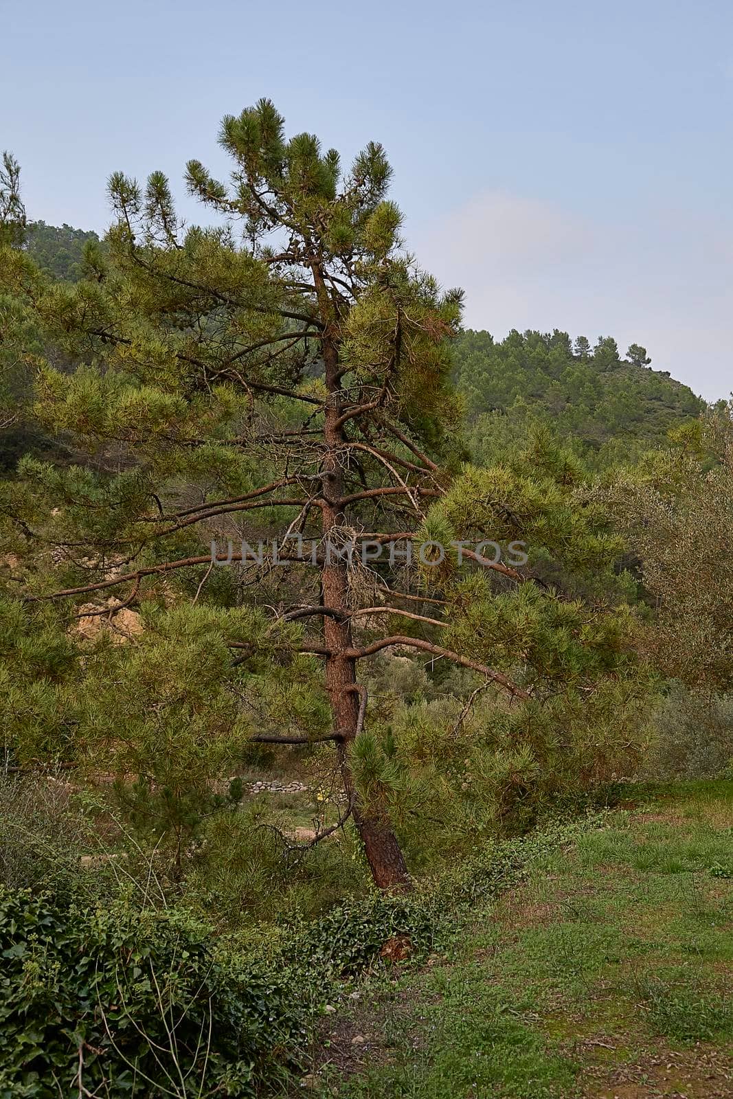 Large pine tree among the vegetation on a cloudy day by raul_ruiz