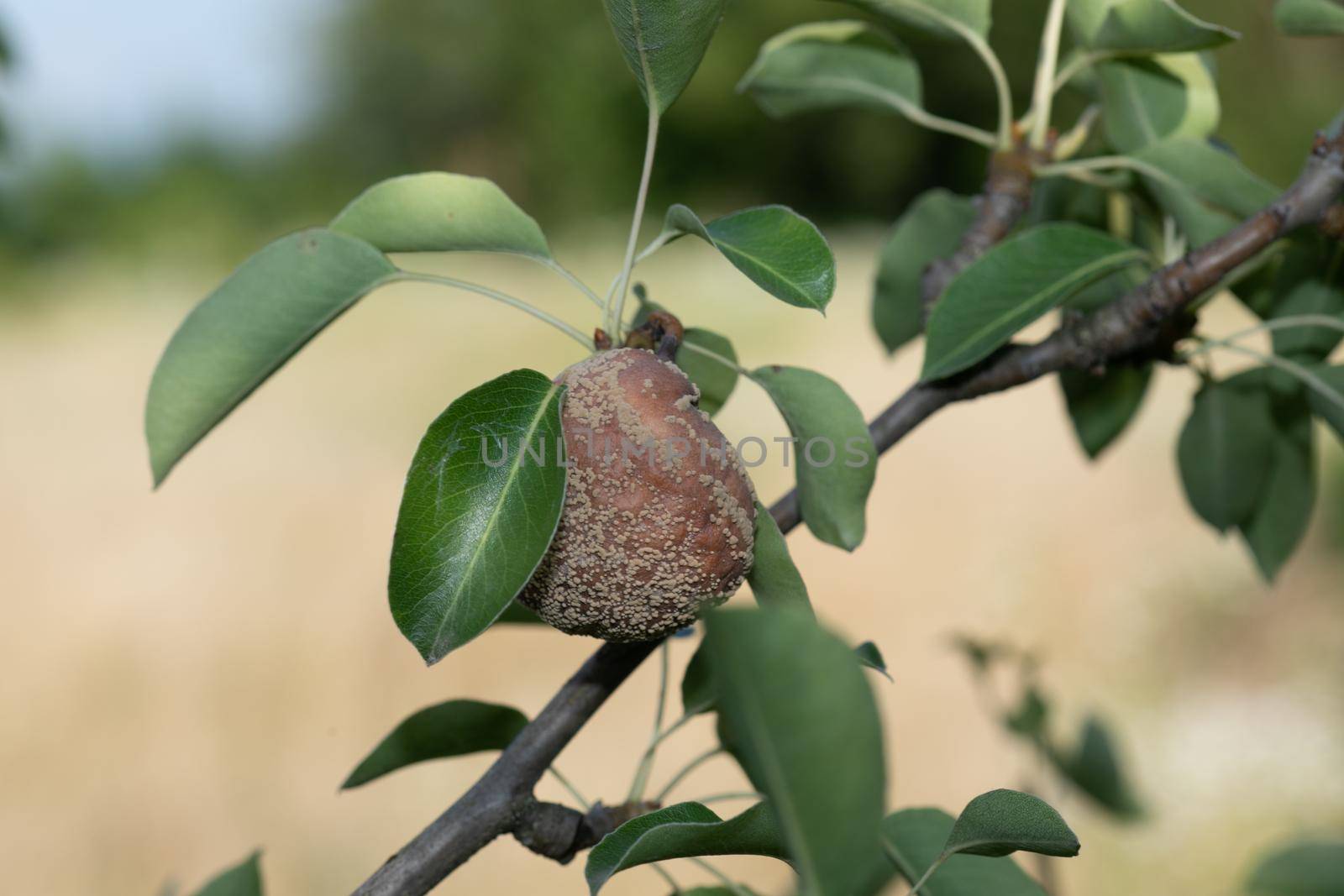 Rotten pear on branch of the fruit tree, Monilia laxa (Monilinia laxa) infestation, plant disease