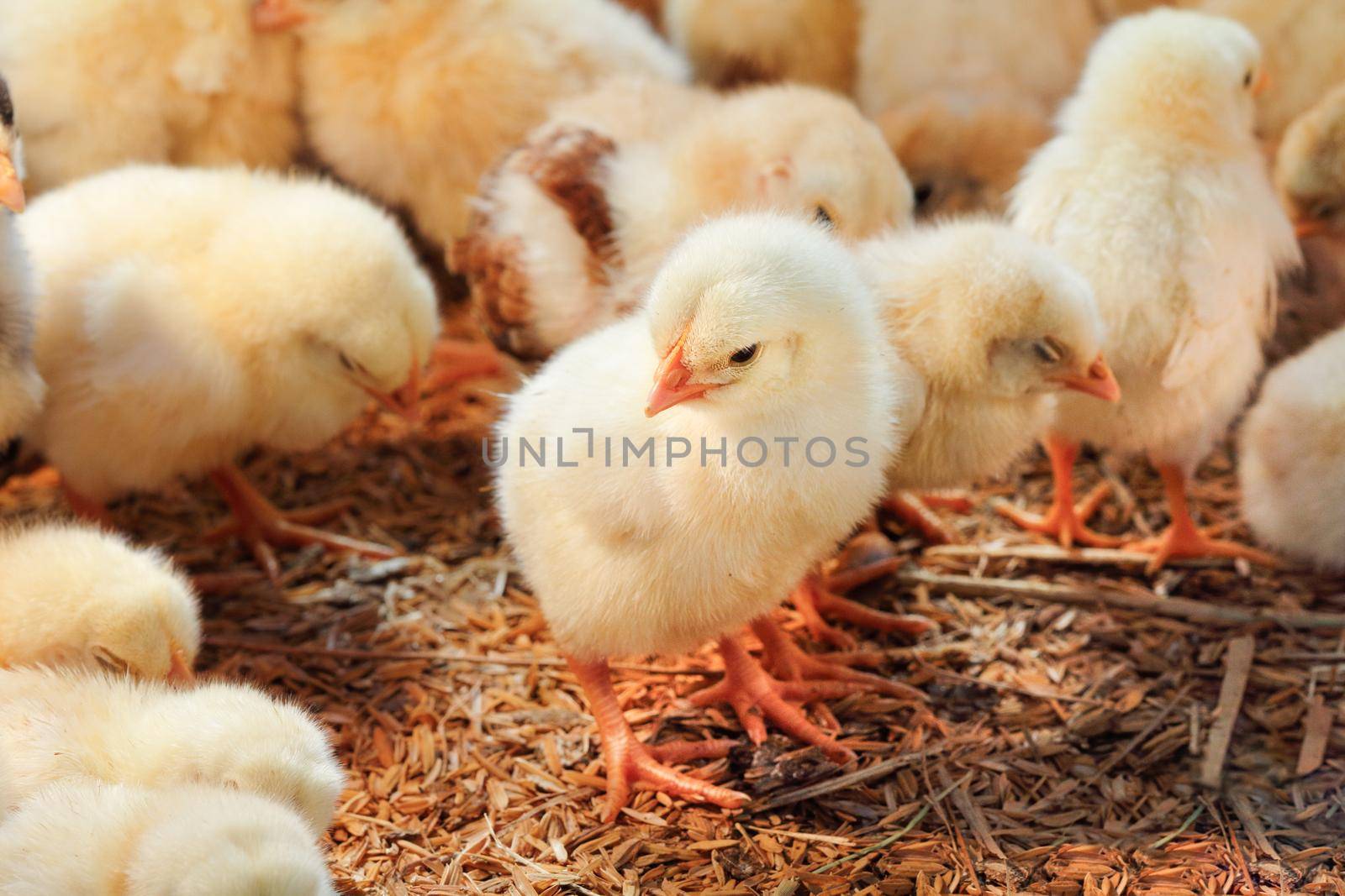 Baby chicken in poultry farm by toa55