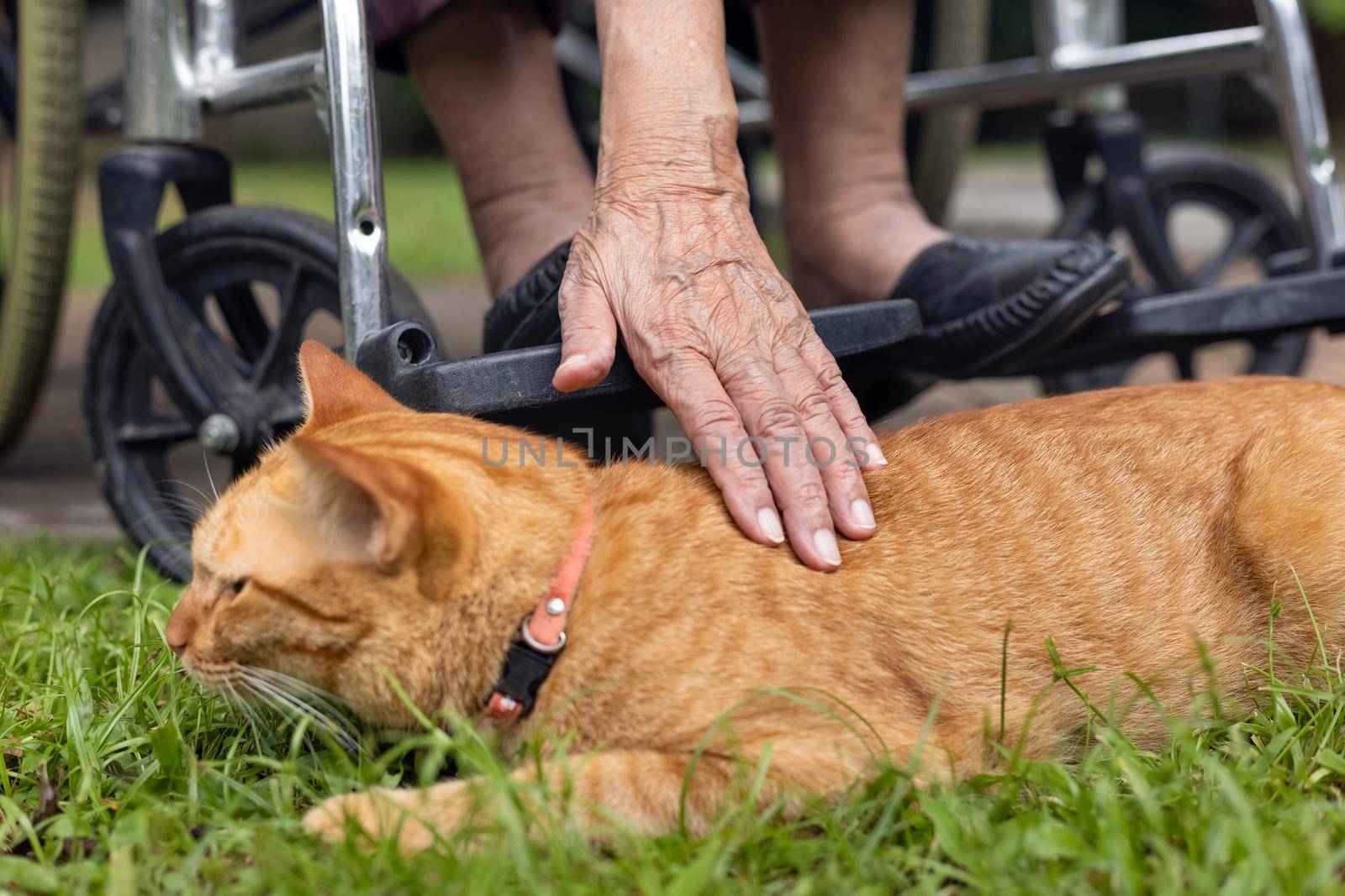 Elderly woman touching ginger cat on wheelchair in backyard