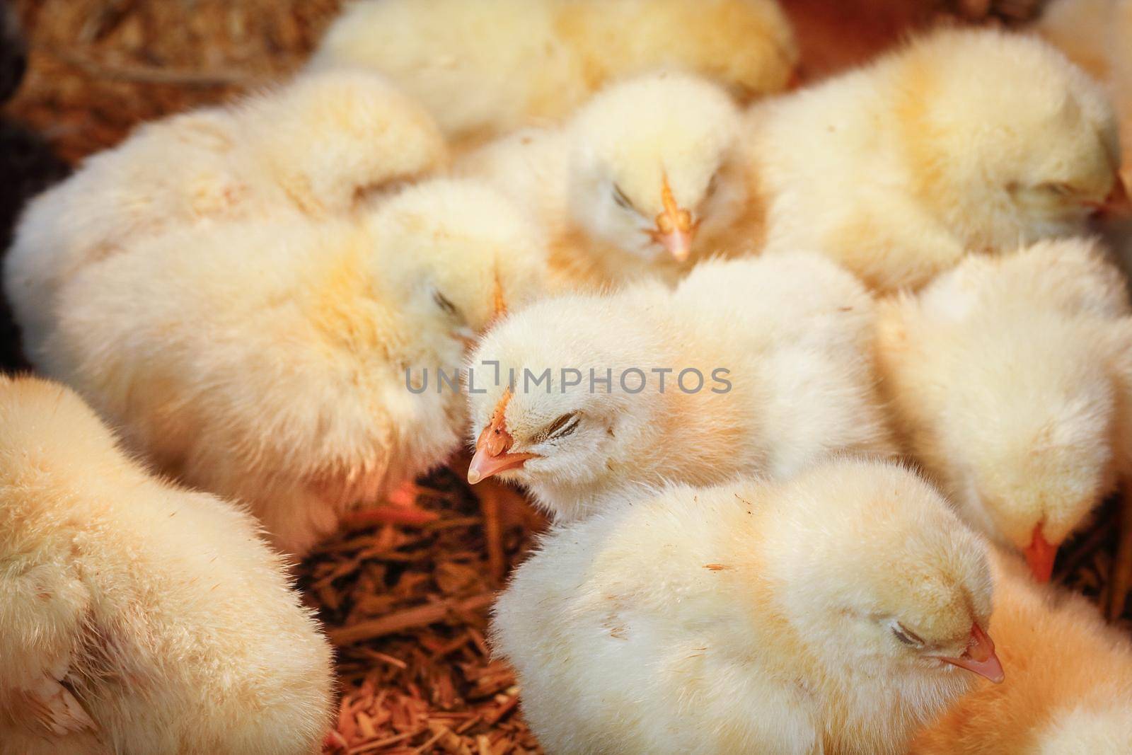 Baby chicken in poultry farm