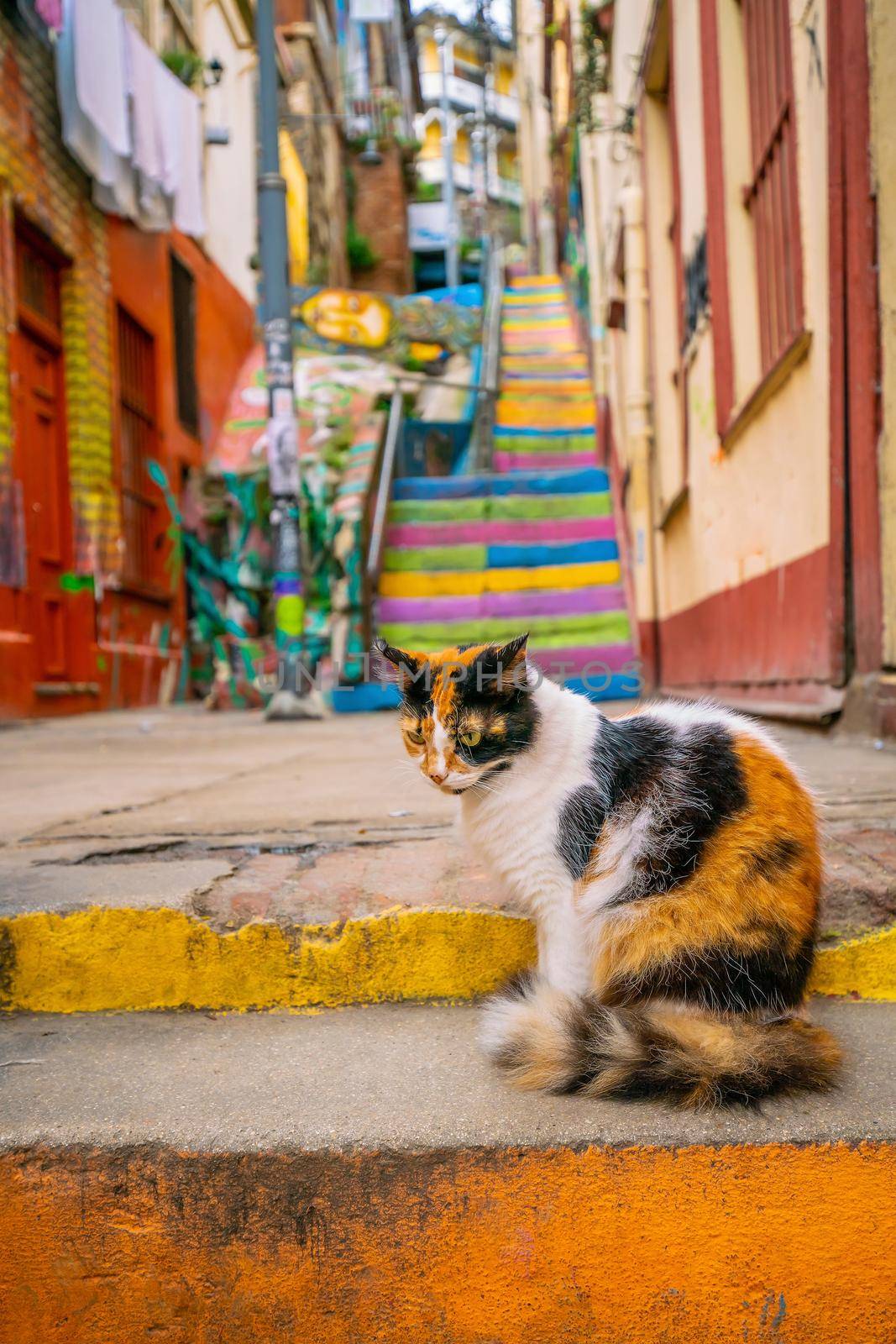 Cat at colorful steps in the UNESCO World Heritage city of Valparaiso cityscape in Chile