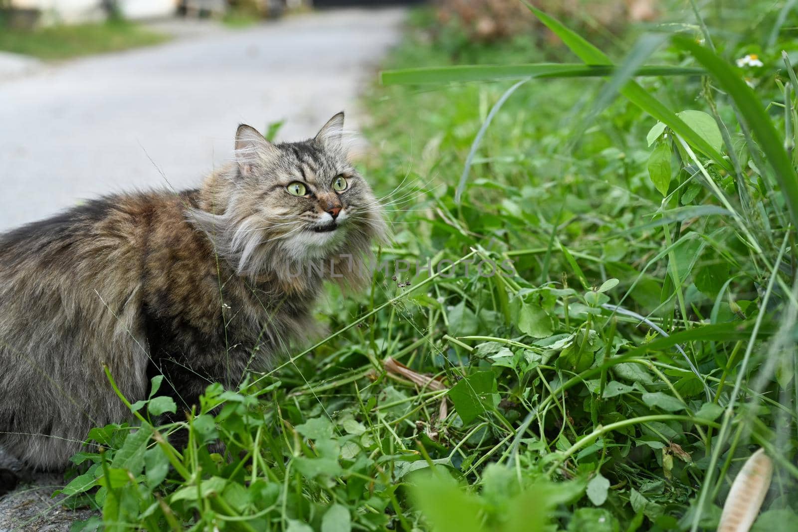 Adorable cat walking in the park at sunny day. by prathanchorruangsak