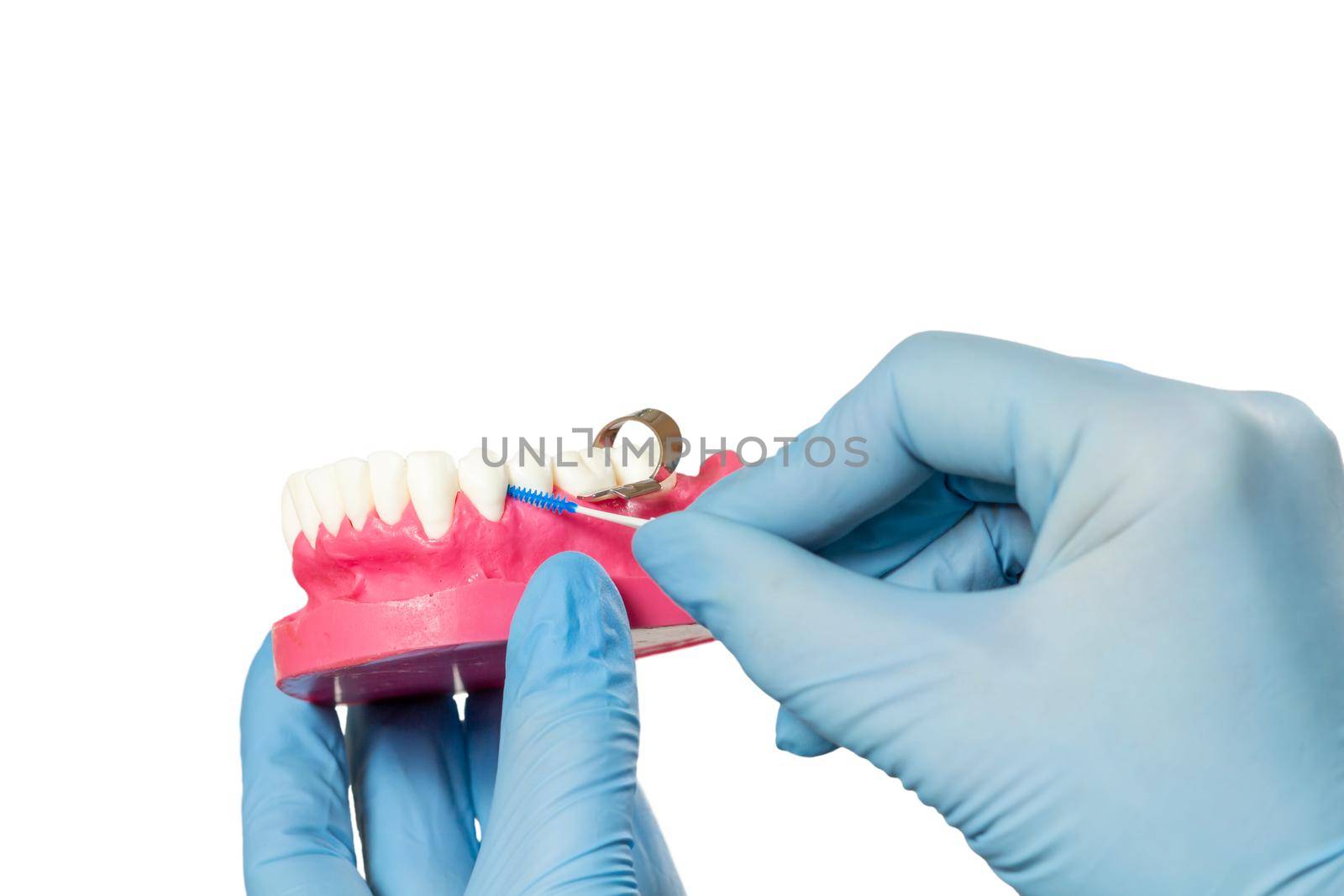 Close-up view of dentist's hands with a human jaw layout and a interdental toothpick brush on the white isolated background.