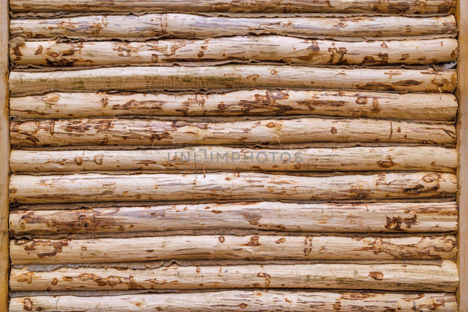 freshly built traditional wooden house peeled aspen log wall - flat texture and full-frame background, bulding in progress