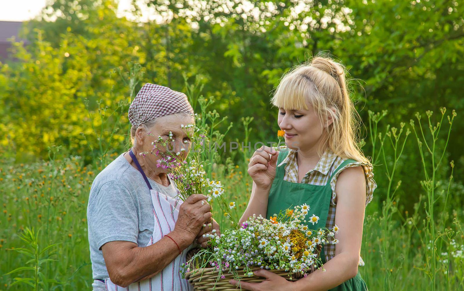 A woman collects medicinal herbs. Selective focus. Nature.