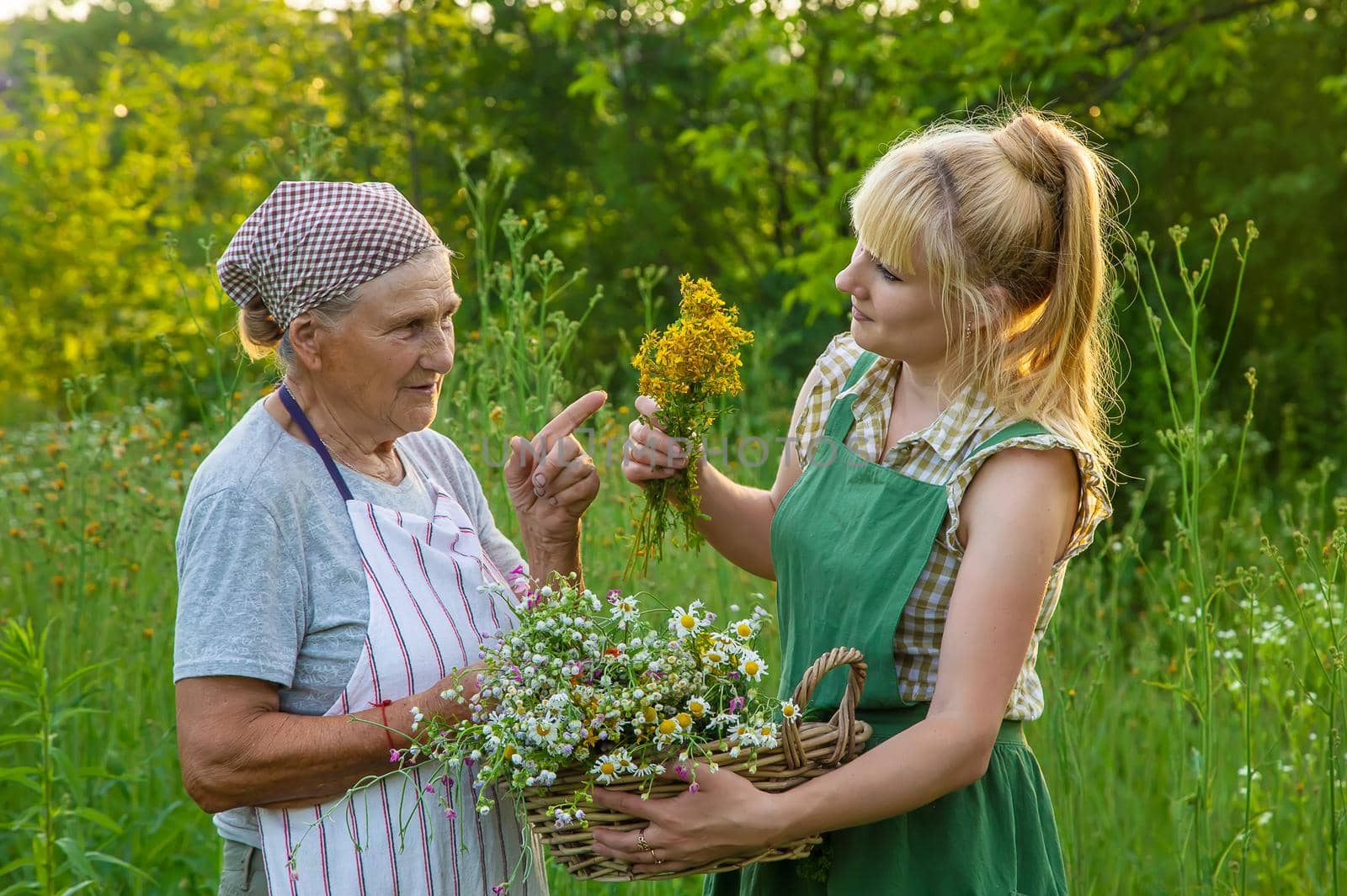 A woman collects medicinal herbs. Selective focus. Nature.