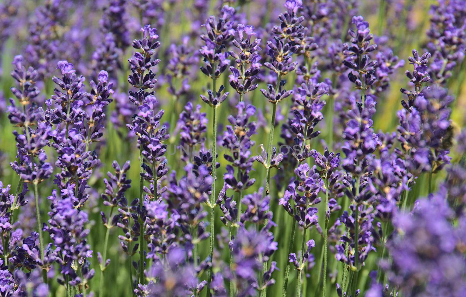 Purple lavender in blossom close up