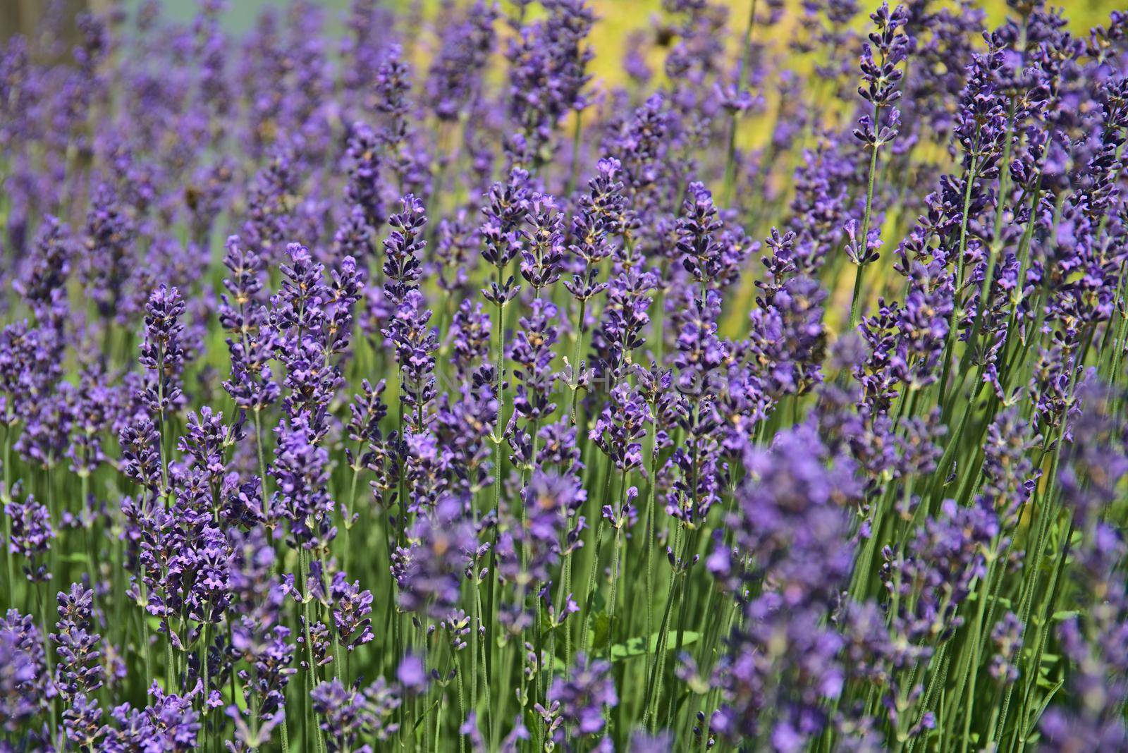 lavender in blossom by Jindrich_Blecha