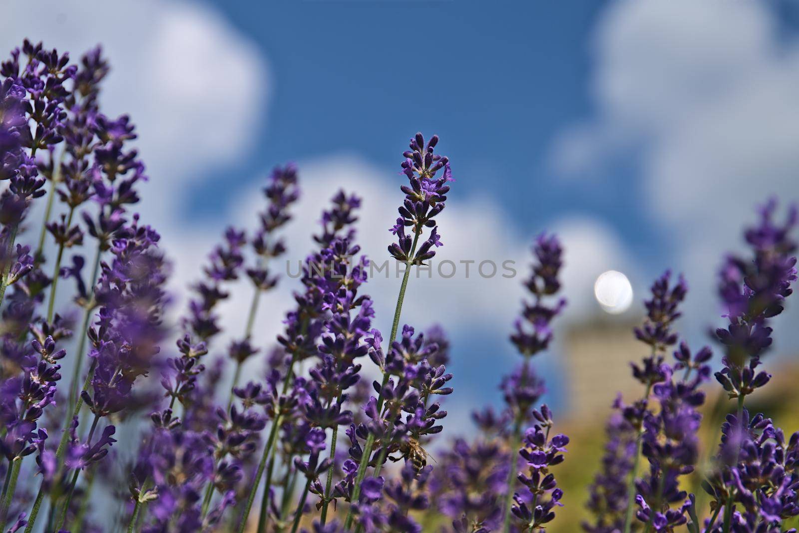 lavender in blossom by Jindrich_Blecha