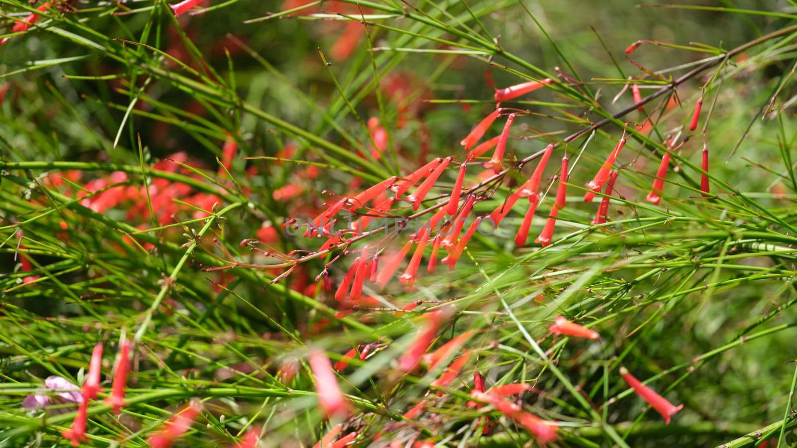 Small orange flowers in grass. Red needle flowers in garden concept