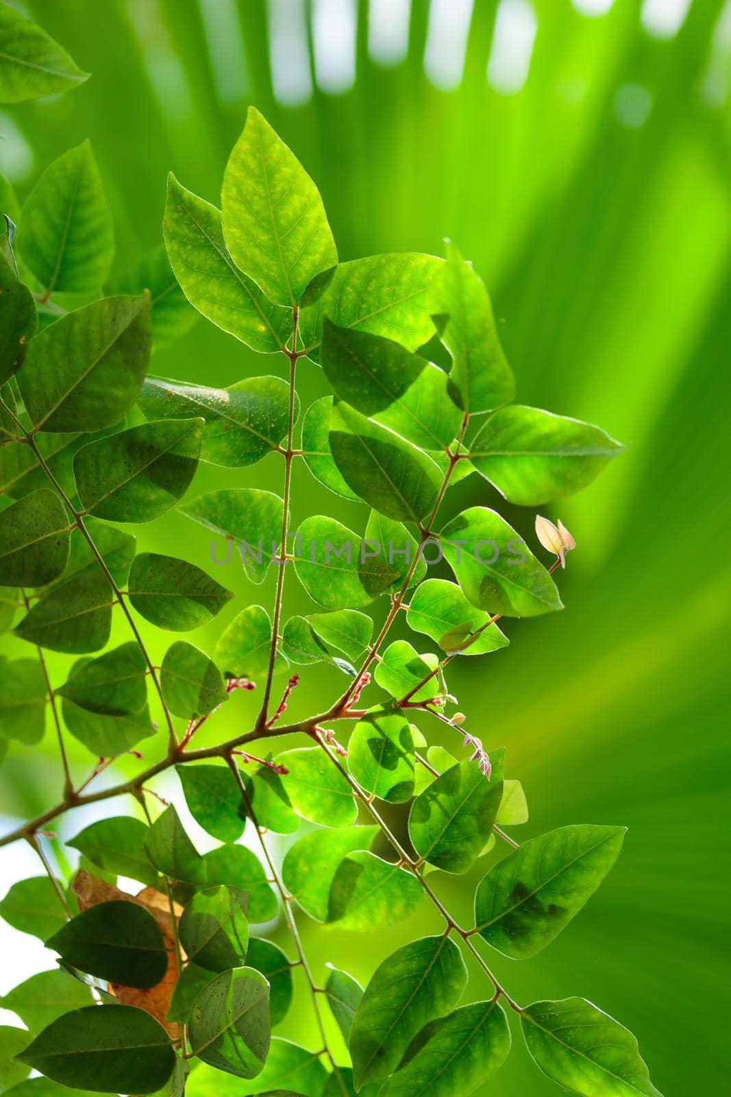 Tropical growing green leaves nature texture pattern by Gudzar