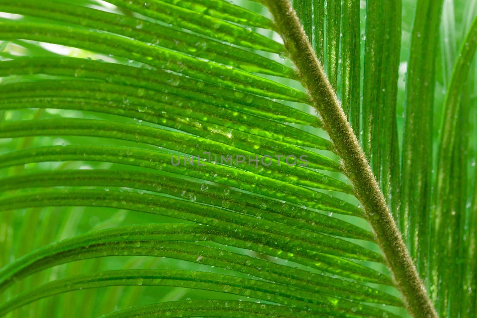 Tropical growing green palm leaf nature texture pattern
