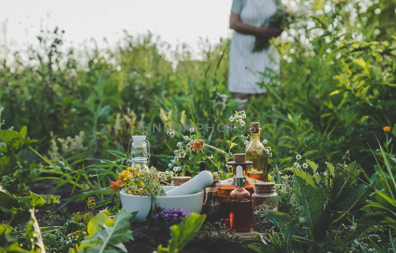 An old woman collects medicinal herbs. Selective focus. Nature.
