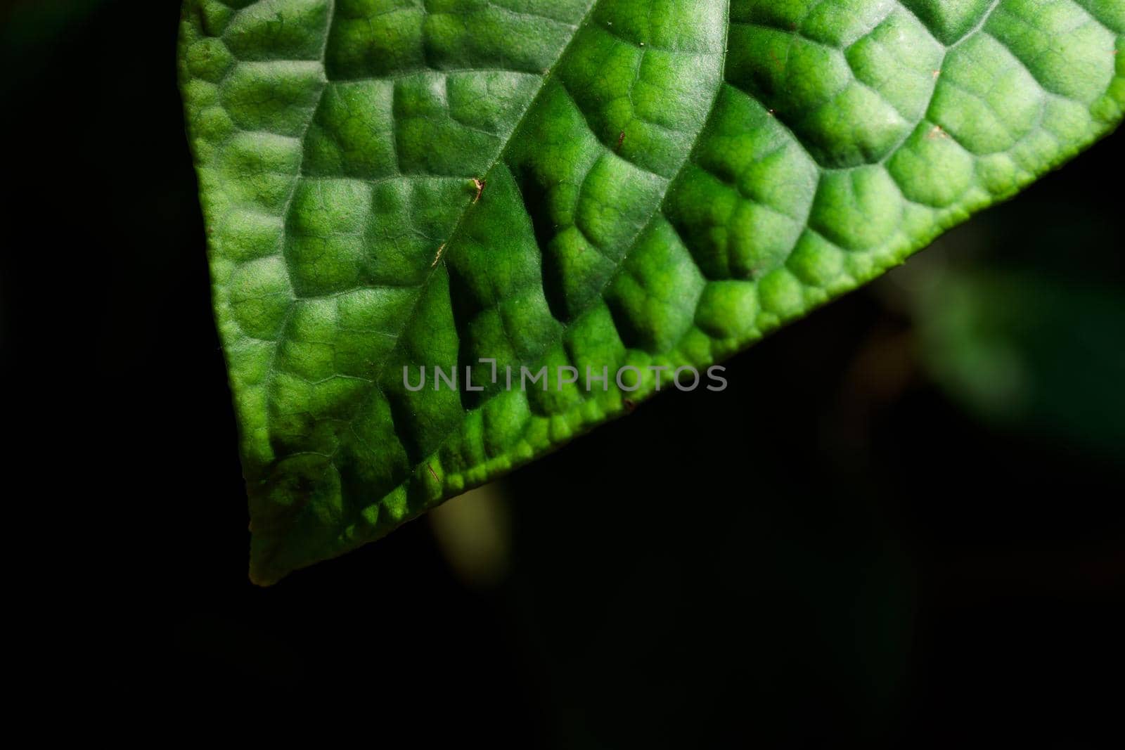 Tropical growing green flora nature texture pattern