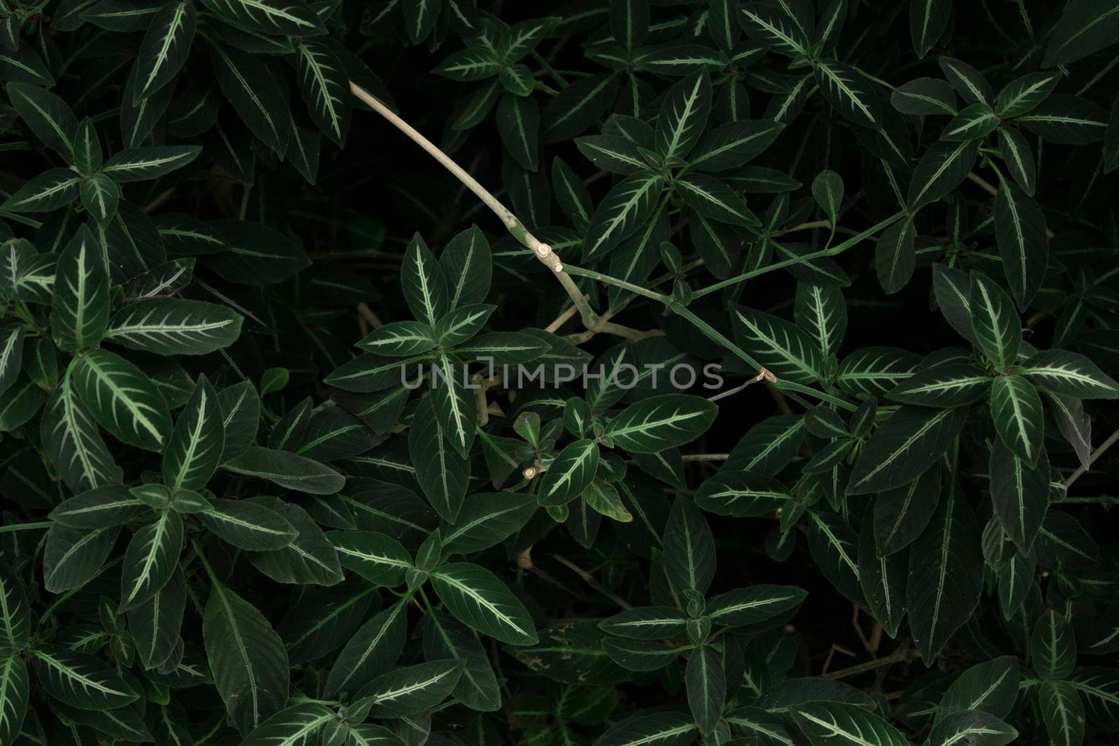 Top view green leaves in the garden. Beauty house plant. Indoor houseplant. Nature abstract background. by Hitachin