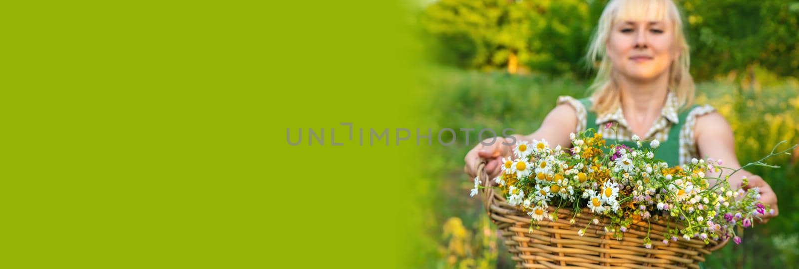 A woman collects medicinal herbs. Selective focus. Nature.