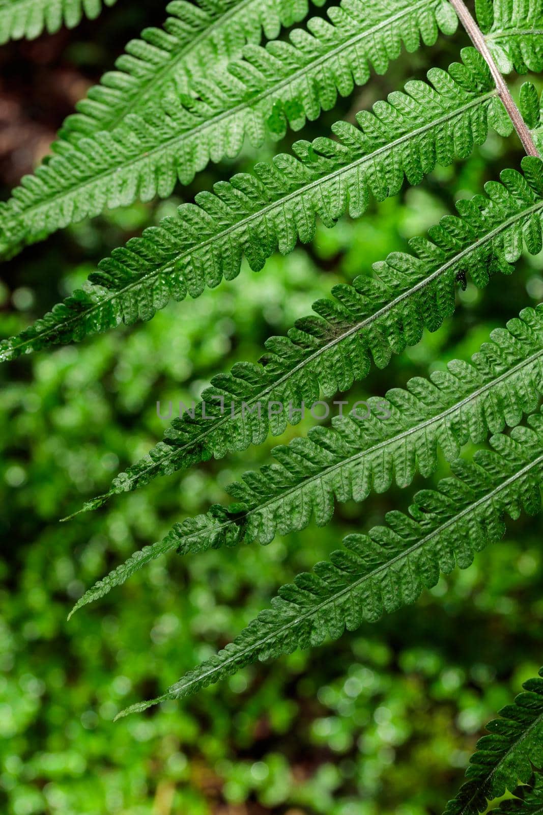 Tropical growing green leaves nature texture pattern by Gudzar