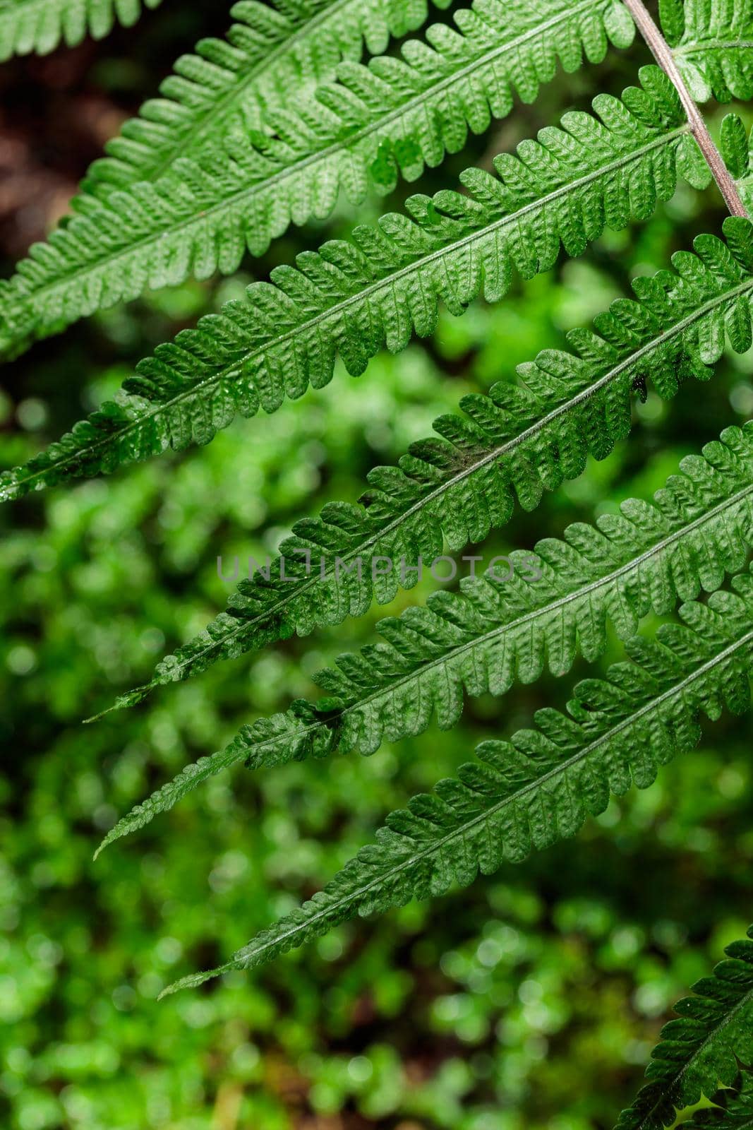 Tropical growing green flora nature texture pattern