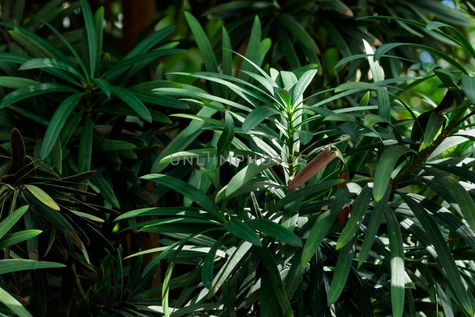 Tropical growing green flora nature texture pattern