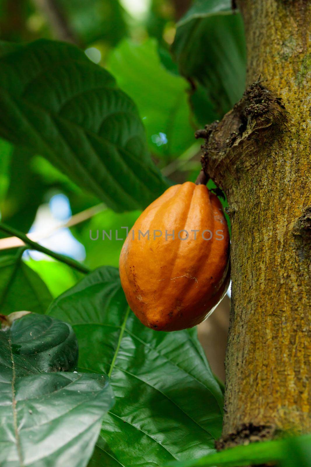 Orange color raw cocoa bean hanging on cacao tree in the tropical forest