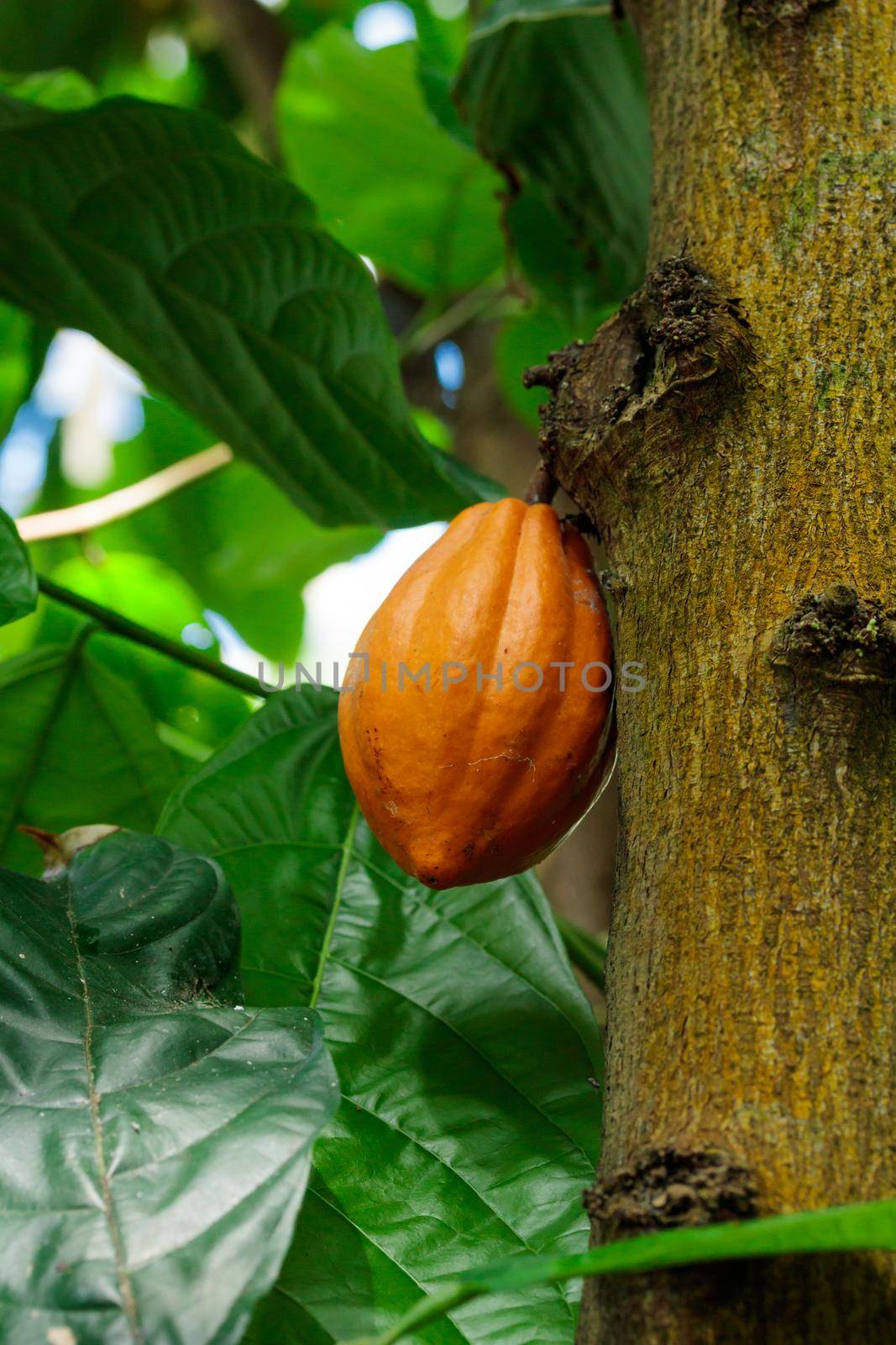 Orange color raw cocoa bean hanging on cacao tree in the tropical forest