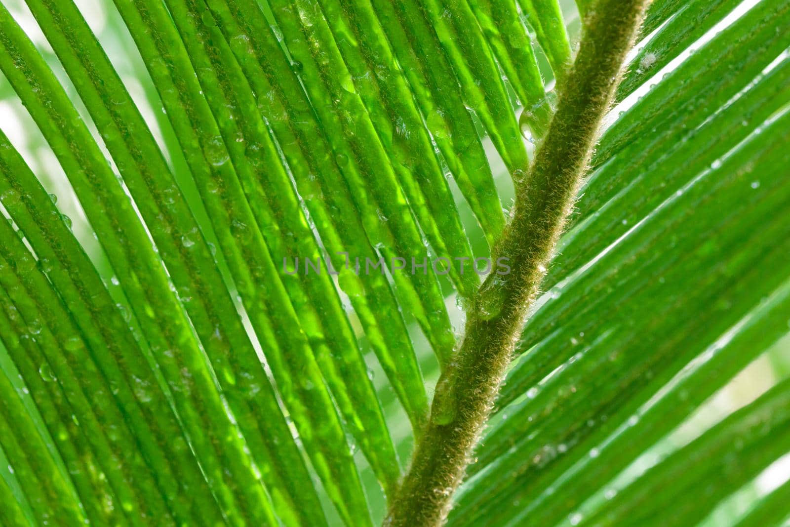 Tropical growing green palm leaf nature texture pattern