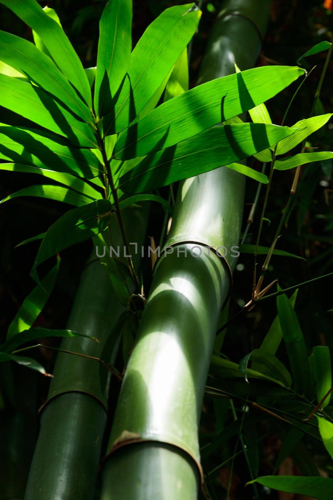 Green bamboo tree and leaves - nature forest