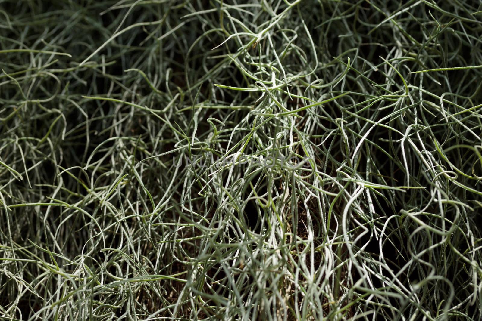 Tropical growing green flora nature texture pattern