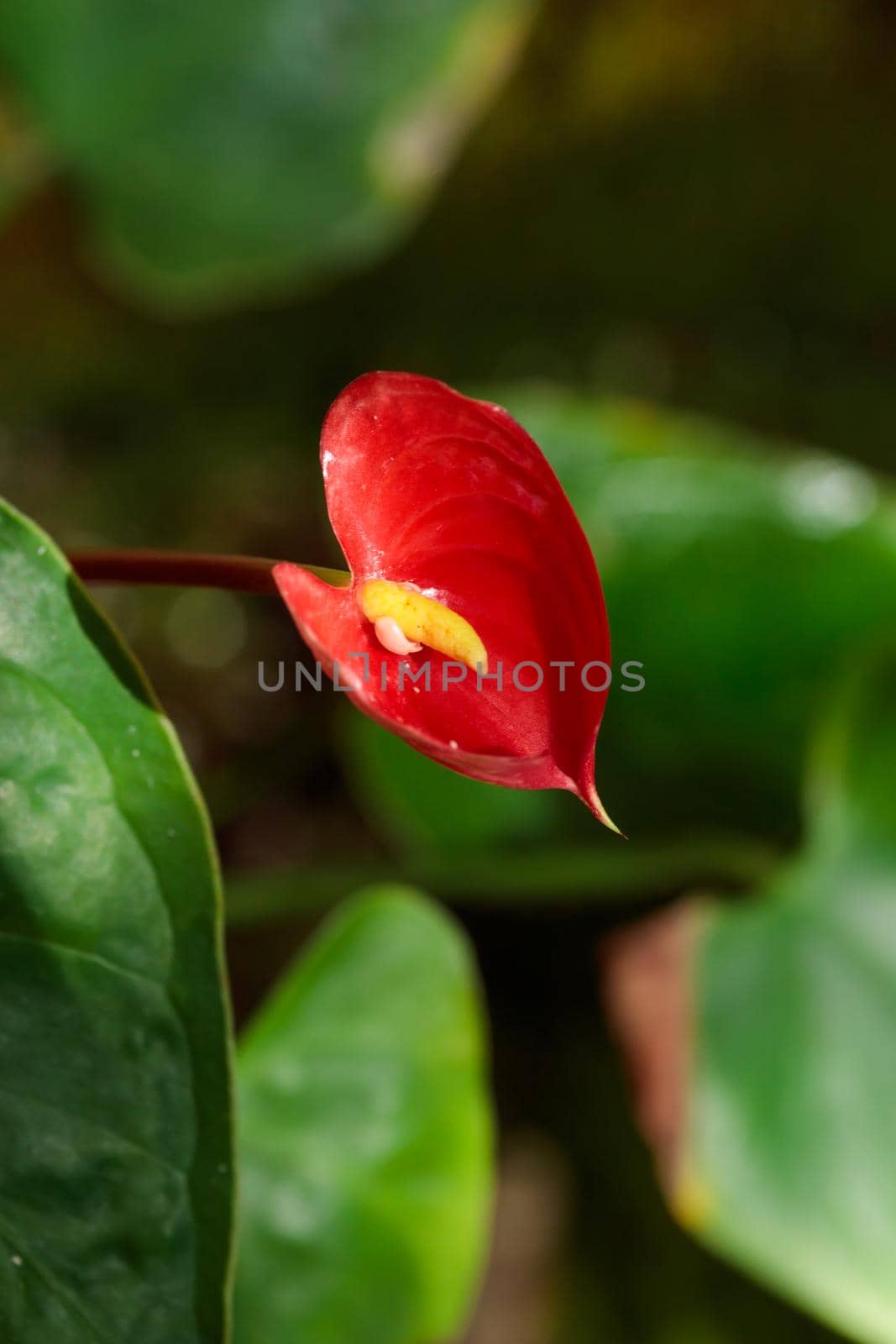 Tropical growing green leaves nature texture pattern by Gudzar