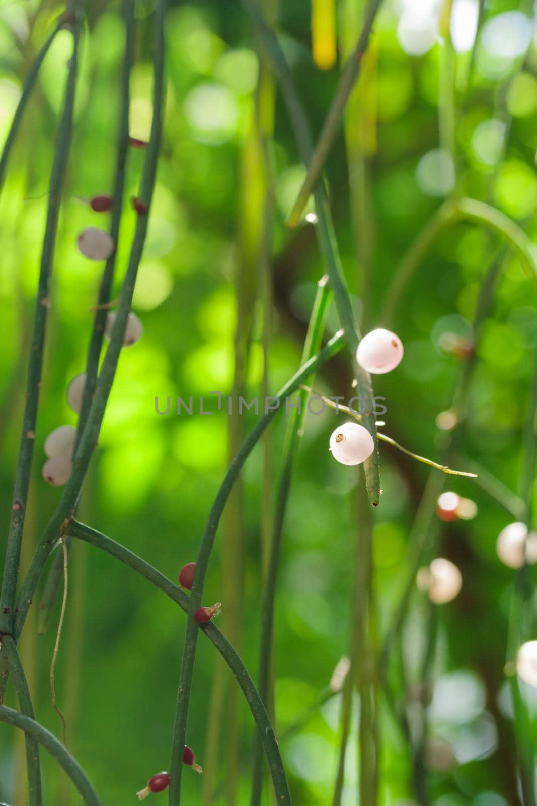 Tropical growing green leaves nature texture pattern by Gudzar