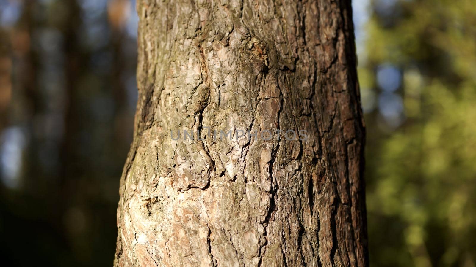 A tree trunk in the woods on a spring day. Video with a slider. by DovidPro