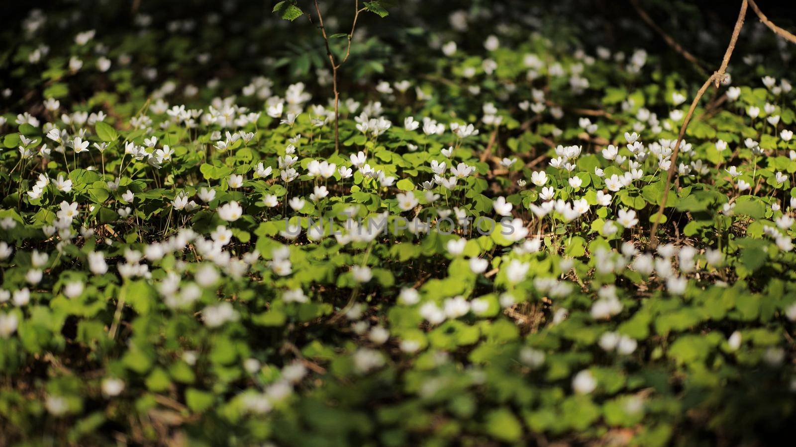 Blooming rabbit sprouts in the woods in spring. Smooth movement