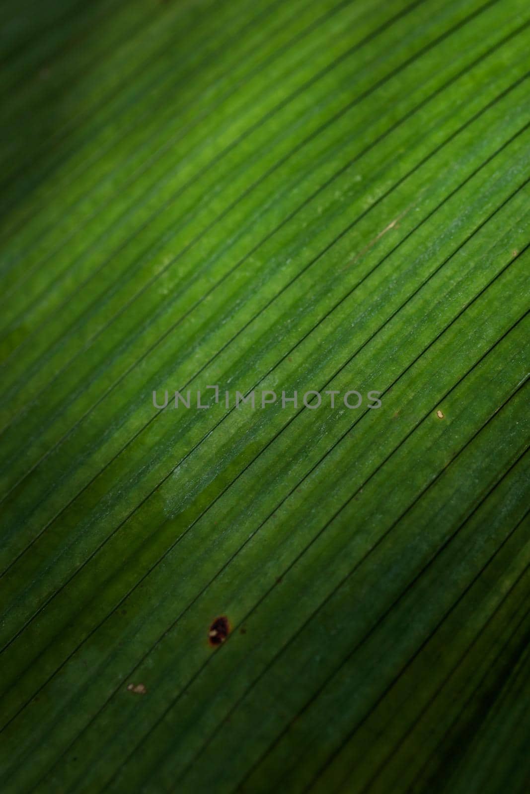 Tropical growing green palm leaf nature texture pattern