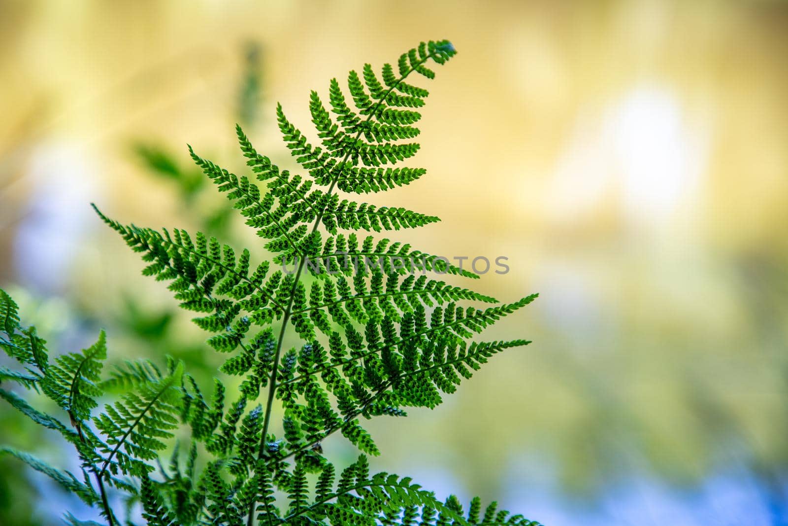 green fern by EdVal