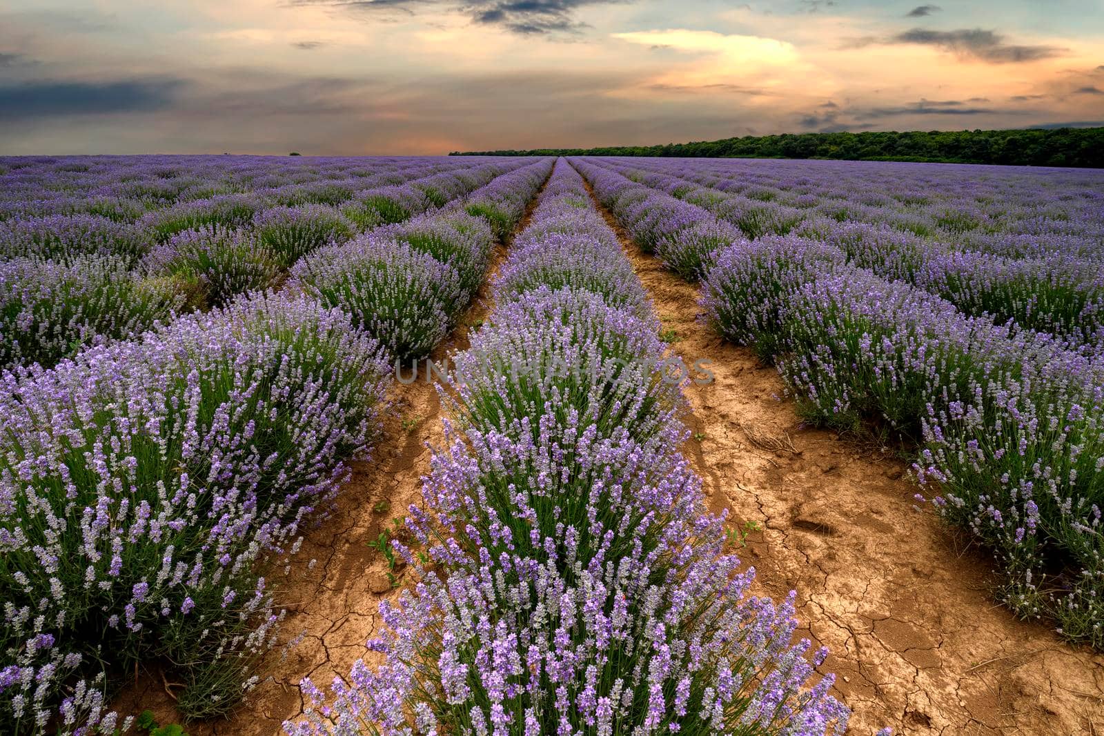 Lavender flower blooming scented fields in endless rows. Sunset field.