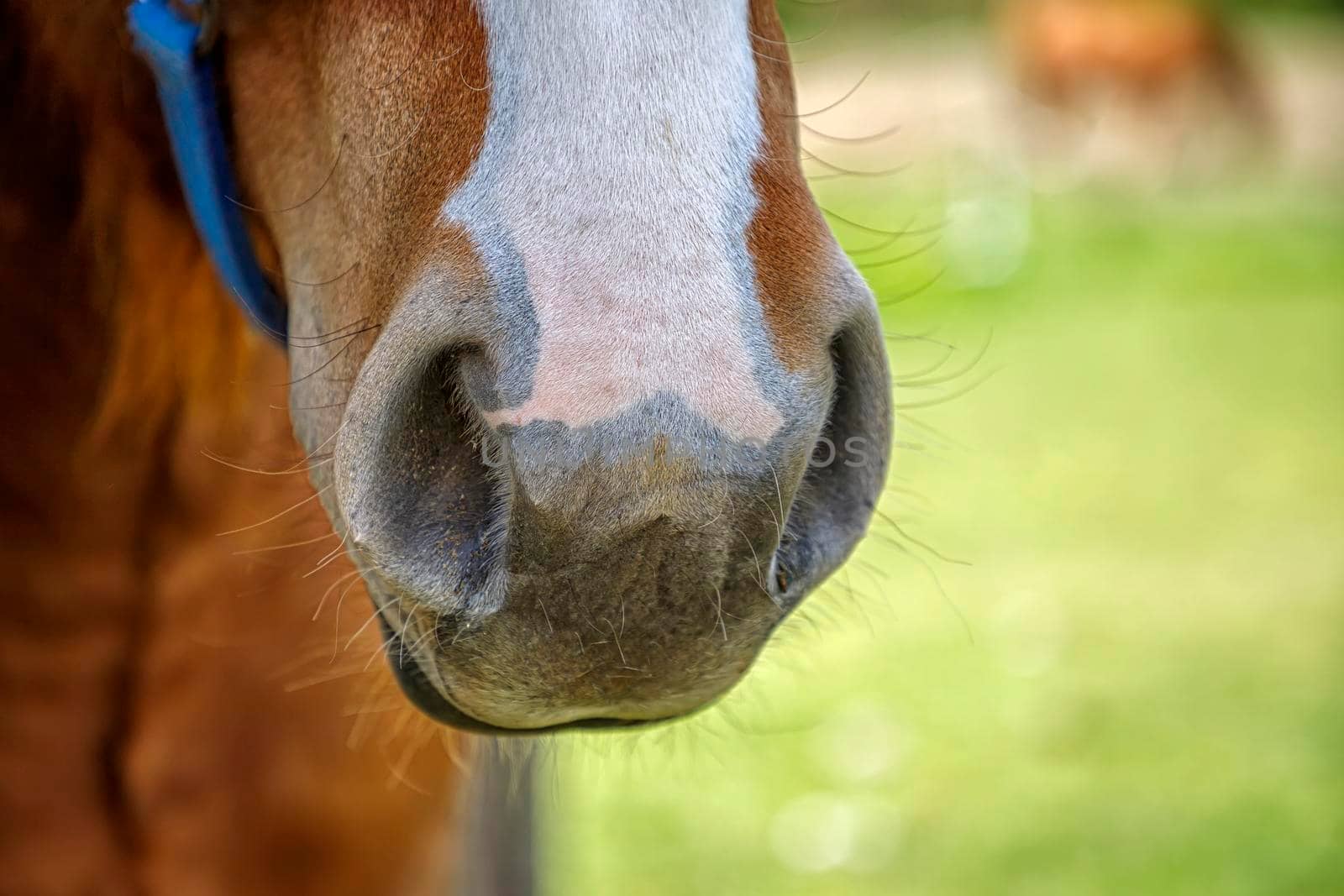 Horse muzzle, Nose, nostrils close-up.