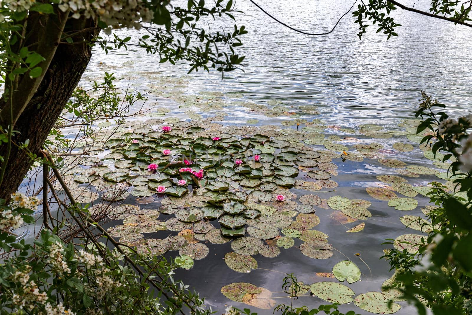 water lilies by EdVal